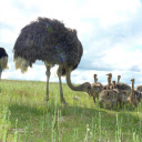 Giant ostriches  screen for extension Chrome web store in OffiDocs Chromium