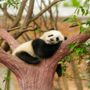 Giant Panda: The Adorable Bamboo Lover  screen for extension Chrome web store in OffiDocs Chromium
