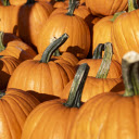 Giant pumpkin  screen for extension Chrome web store in OffiDocs Chromium