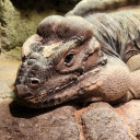 Giant reptile  screen for extension Chrome web store in OffiDocs Chromium