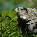 Giant Salamander  screen for extension Chrome web store in OffiDocs Chromium