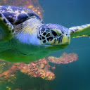 Giant sea turtle  screen for extension Chrome web store in OffiDocs Chromium