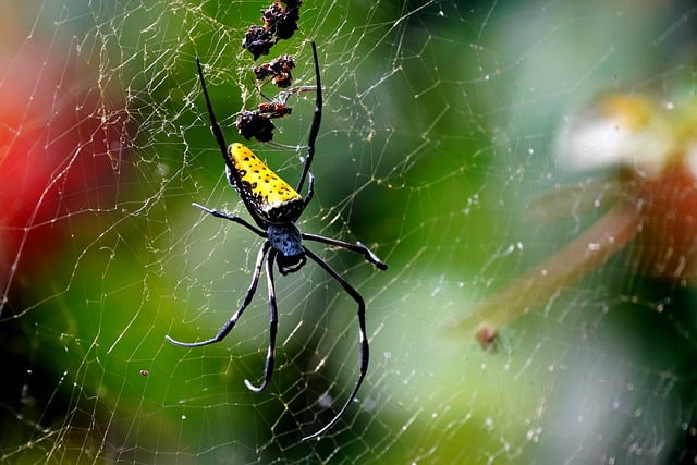 Free download giant spider insect wild life free picture to be edited with GIMP free online image editor