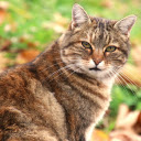 Giant tabby cat  screen for extension Chrome web store in OffiDocs Chromium