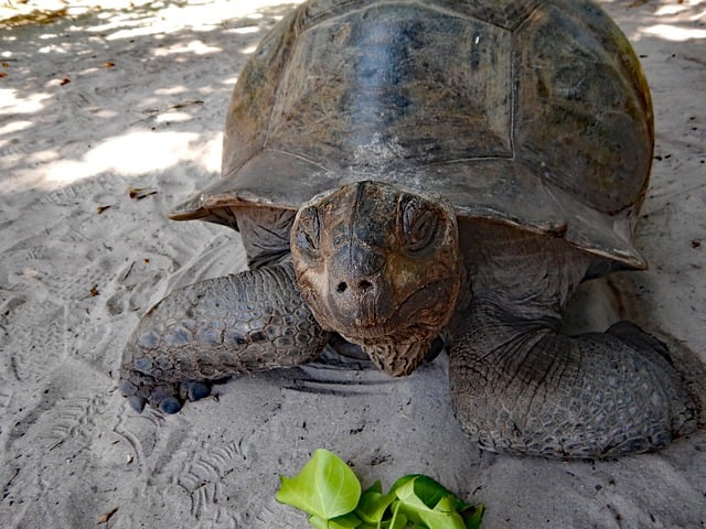 Téléchargement gratuit tortue géante reptile animal sable image gratuite à éditer avec l'éditeur d'images en ligne gratuit GIMP