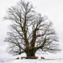 Giant tree in the snow  screen for extension Chrome web store in OffiDocs Chromium