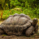 Giant turtle  screen for extension Chrome web store in OffiDocs Chromium