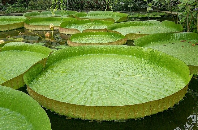Free picture Giant Water Lily Santa-Cruz -  to be edited by GIMP free image editor by OffiDocs