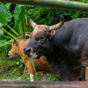 Giant Wild Buffalo  screen for extension Chrome web store in OffiDocs Chromium