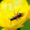 Giant winged ant  screen for extension Chrome web store in OffiDocs Chromium