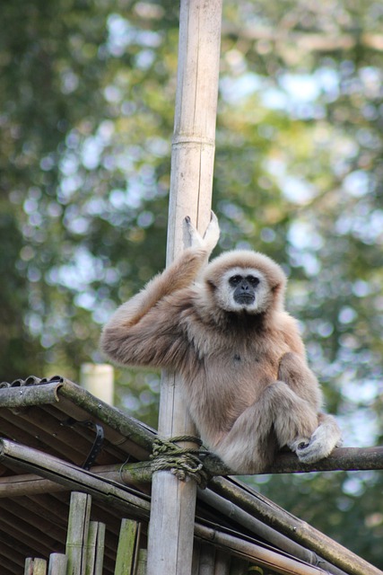 Free download gibbon animal wildlife primate free picture to be edited with GIMP free online image editor