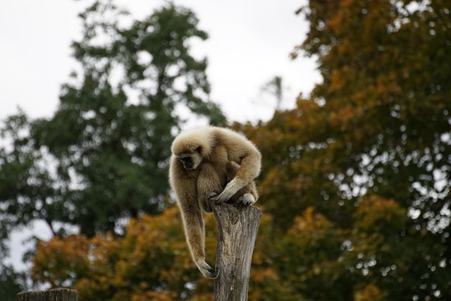 Free download gibbon ape primate animal species free picture to be edited with GIMP free online image editor