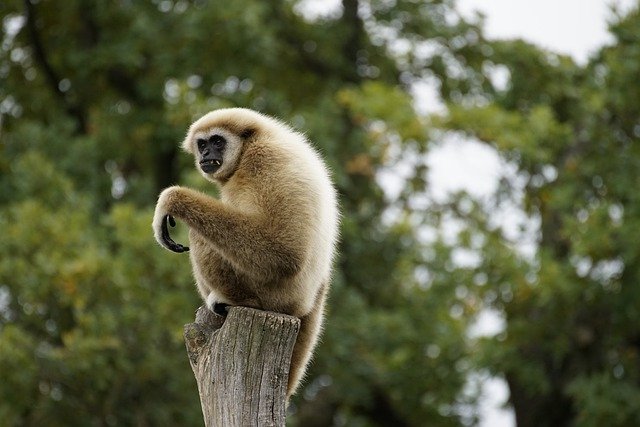 Free download gibbon primate ape mammal species free picture to be edited with GIMP free online image editor