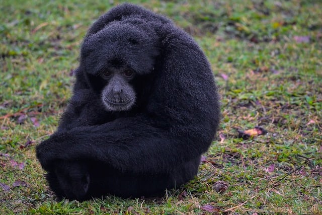 Bezpłatne pobieranie gibonów, naczelnych siamang gibonów, darmowe zdjęcia do edycji za pomocą darmowego edytora obrazów online GIMP