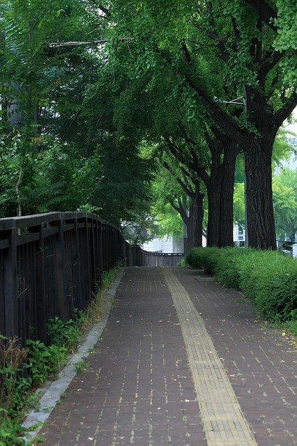 Безкоштовно завантажте Gil Road Wood - безкоштовне фото або зображення для редагування в онлайн-редакторі зображень GIMP