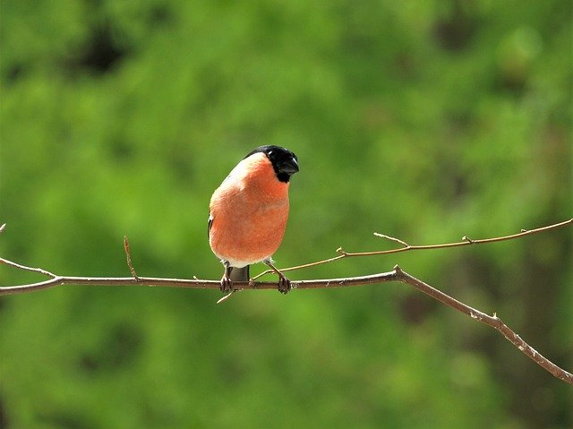 Free picture Gimpel Bullfinch Bird -  to be edited by GIMP free image editor by OffiDocs