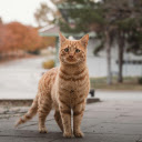 Ginger Cat Standing Outdoors in Autumn Street  screen for extension Chrome web store in OffiDocs Chromium