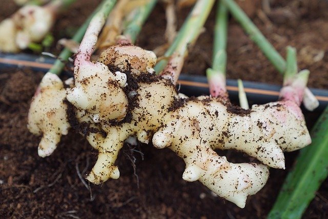 Free download Ginger Harvest Farming -  free photo or picture to be edited with GIMP online image editor