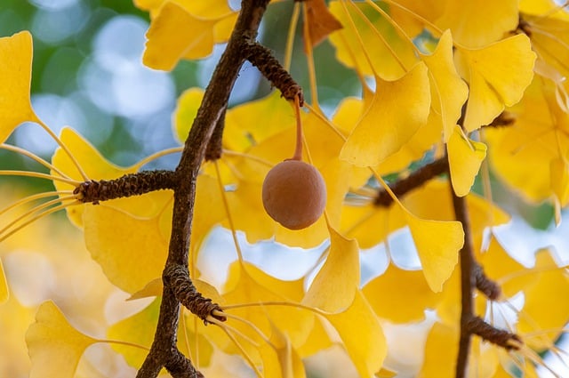 Free download gingko ginkgo tree yellow leaves free picture to be edited with GIMP free online image editor