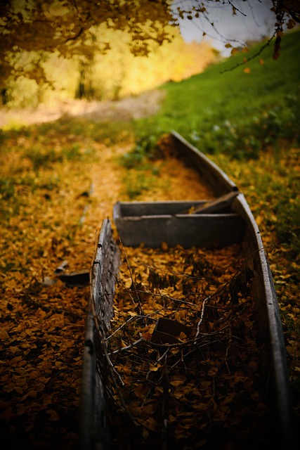 Free download gingko tree fallen leaves autumn free picture to be edited with GIMP free online image editor