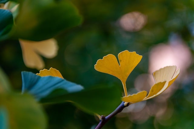 Bezpłatne pobieranie drzewa miłorzębu liści miłorzębu jesienią darmowe zdjęcie do edycji za pomocą bezpłatnego edytora obrazów online GIMP
