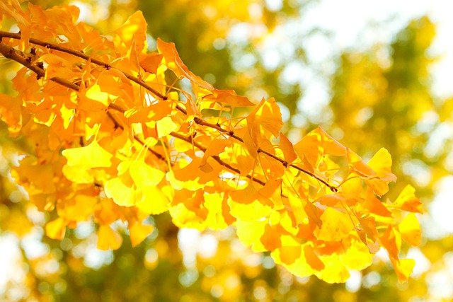 Free download gingko tree i ginkgo yellow leaves free picture to be edited with GIMP free online image editor