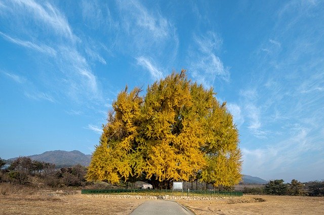 Free download Ginkgo Autumn Half A World Away -  free photo or picture to be edited with GIMP online image editor