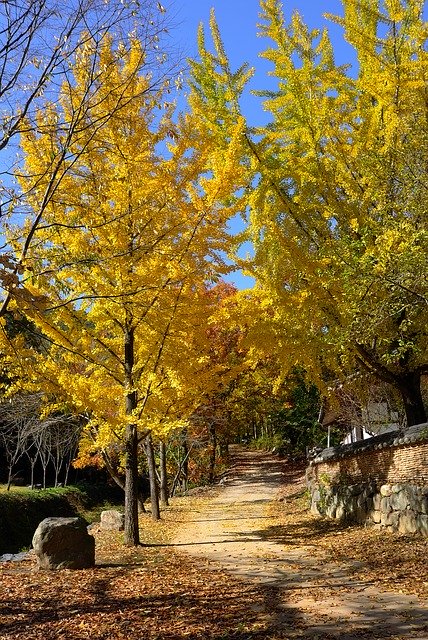 Free picture Ginkgo Autumn Leaves Bank -  to be edited by GIMP free image editor by OffiDocs