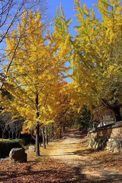 Bezpłatne pobieranie Ginkgo Autumn Leaves Bank - darmowe zdjęcie lub obraz do edycji za pomocą internetowego edytora obrazów GIMP