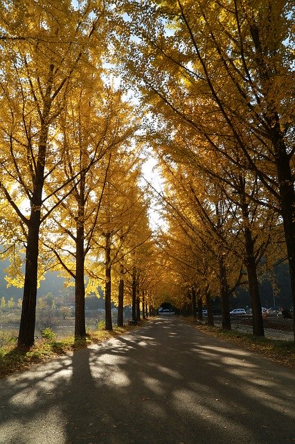 Free download Ginkgo Autumn Leaves Morning -  free photo or picture to be edited with GIMP online image editor