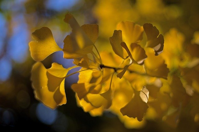Free download Ginkgo Biloba Leaves -  free photo or picture to be edited with GIMP online image editor