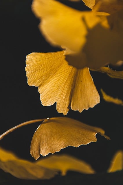 Free download ginkgo fall leaves nature tree free picture to be edited with GIMP free online image editor