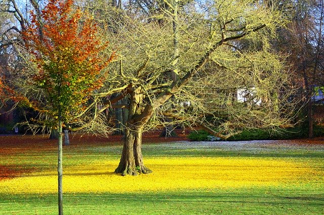 免费下载 Ginkgo Ginko Biloba - 使用 GIMP 在线图像编辑器编辑的免费照片或图片