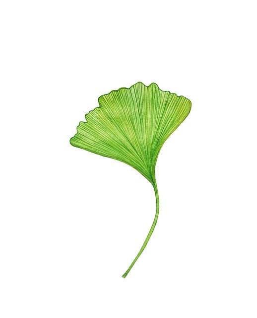 Free download Ginkgo Green Leaf -  free illustration to be edited with GIMP free online image editor