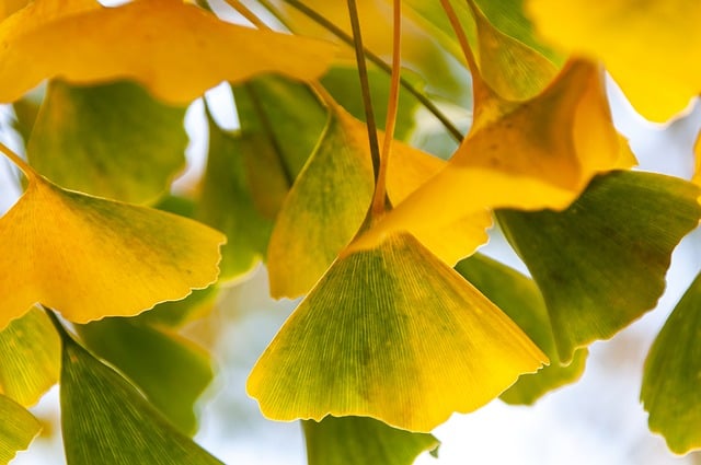 Free download ginkgo leaves tree fall autumn free picture to be edited with GIMP free online image editor