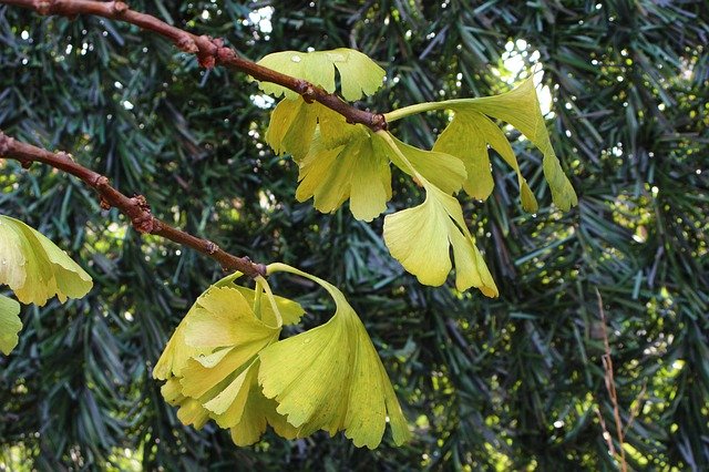 Free download Ginko Biloba Gingko Garden -  free free photo or picture to be edited with GIMP online image editor