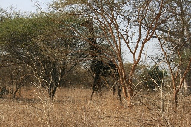 ดาวน์โหลดฟรี Giraffe Africa Animals - รูปถ่ายหรือรูปภาพฟรีที่จะแก้ไขด้วยโปรแกรมแก้ไขรูปภาพออนไลน์ GIMP