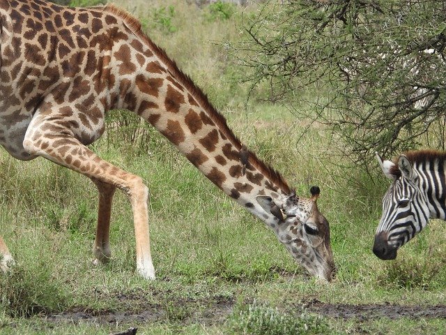 Unduh gratis Giraffe Africa Nature - foto atau gambar gratis untuk diedit dengan editor gambar online GIMP