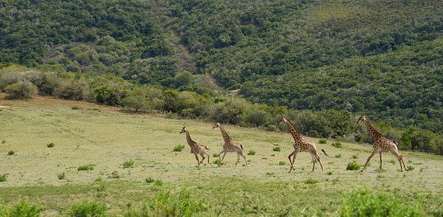 Libreng download Giraffe Africa Safari Animal - libreng larawan o larawan na ie-edit gamit ang GIMP online na editor ng imahe