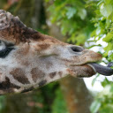 Giraffe and long tongue  screen for extension Chrome web store in OffiDocs Chromium
