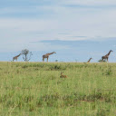 giraffe and savannah  screen for extension Chrome web store in OffiDocs Chromium