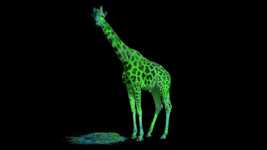 Free download Giraffe Animal Abstract -  free video to be edited with OpenShot online video editor