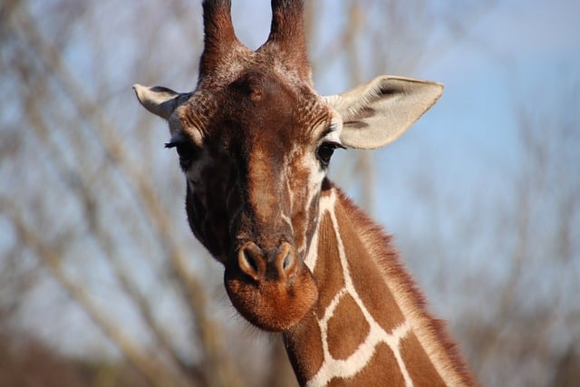 Free download giraffe animal africa head free picture to be edited with GIMP free online image editor
