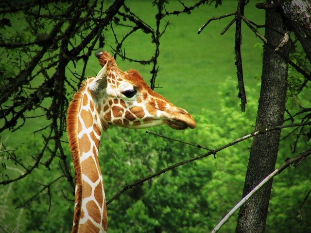 Unduh gratis Giraffe Animal Mammal - foto atau gambar gratis untuk diedit dengan editor gambar online GIMP