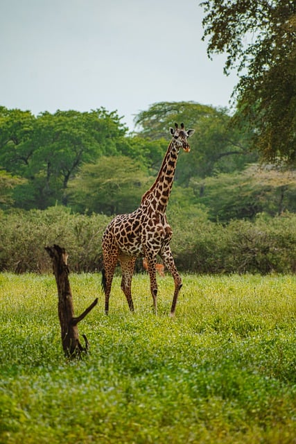 Free download giraffe animal safari nature free picture to be edited with GIMP free online image editor