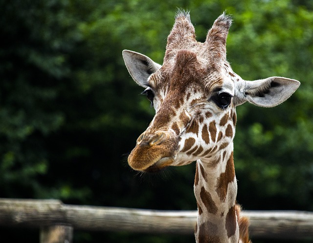 Free download giraffe animals mammal zoo nature free picture to be edited with GIMP free online image editor