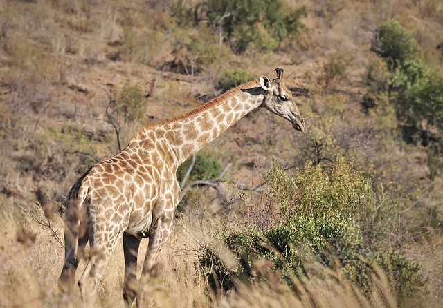Free download giraffe animals safari africa zoo free picture to be edited with GIMP free online image editor