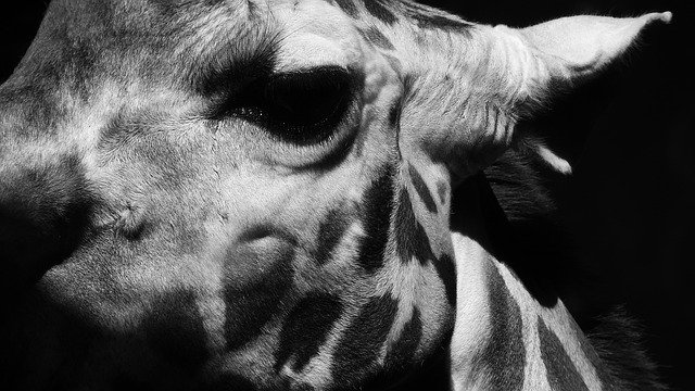 ดาวน์โหลดฟรี Giraffe Detail Of Head - รูปถ่ายหรือรูปภาพฟรีที่จะแก้ไขด้วยโปรแกรมแก้ไขรูปภาพออนไลน์ GIMP