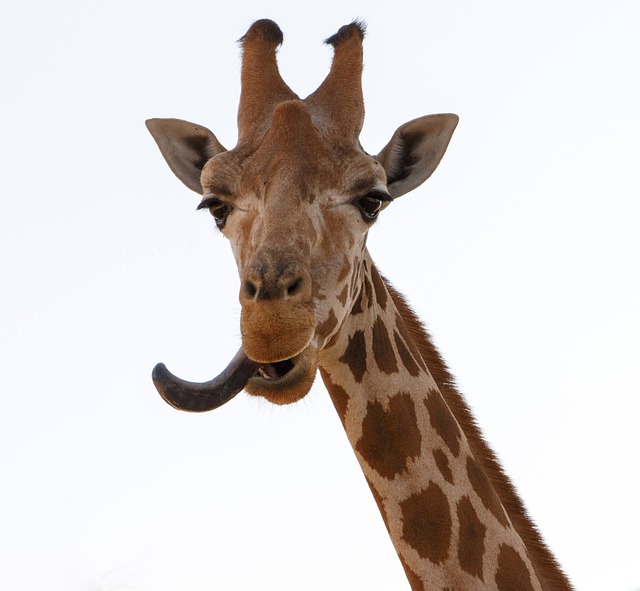 Free download giraffe djungle animals happy free picture to be edited with GIMP free online image editor