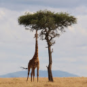 Giraffe eats leaves  screen for extension Chrome web store in OffiDocs Chromium